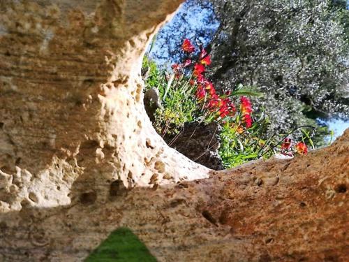a hole in a rock with flowers in it at B & B Pietra Vecchia in Galatone