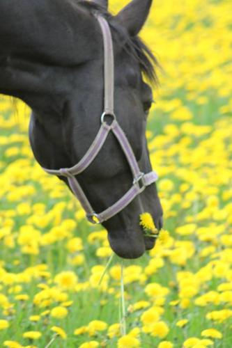 a black horse eating a flower in a field of flowers at Visit Hautakylä in Hautakylä
