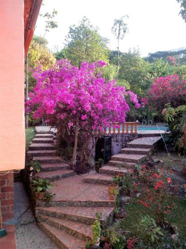 a garden with pink bougainville bushes and stairs with pink flowers at Selvablanca Hostel in San Jerónimo