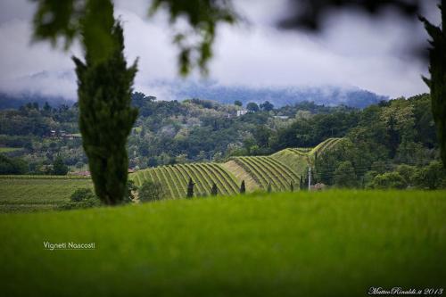 a field of green grass with trees in the foreground at WINE & LAKE IN FRANCIACORTA in Passirano