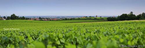 a field of green crops with the sky in the background at WINE & LAKE IN FRANCIACORTA in Passirano