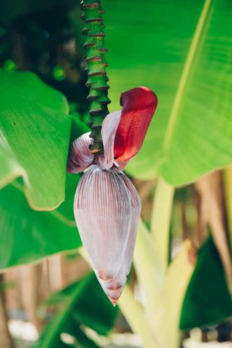a red and white flower hanging from a plant at Lua Villas in Santa Teresa Beach