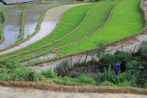 a person walking through a field of rice at SaPa Farmer House in Sa Pa