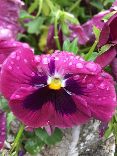 a purple flower with rain drops on it at Cabañas De Madera Y Bungalows - Gilmañas 3 in La Iruela