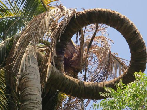 a palm tree with a large curled trunk at East Lombok Dive Hotel - 3 private rooms on the beach in Labuhan Pandan