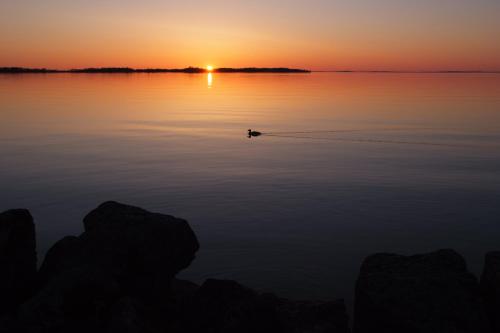 a duck swimming on a lake at sunset at 27ans Nattlogi in Vadstena