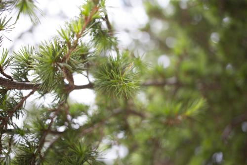 a close up of a pine tree branch at Gorropu Hotel in Urzulei