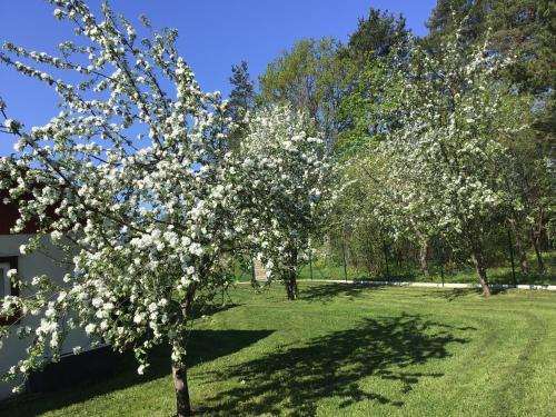 a tree with white flowers on it in a yard at Aruvälja summerhouse in Lassi