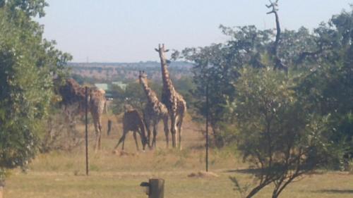 a group of giraffes walking in a field at Tranquillity Day Spa & Lodge in Baviaanspoort