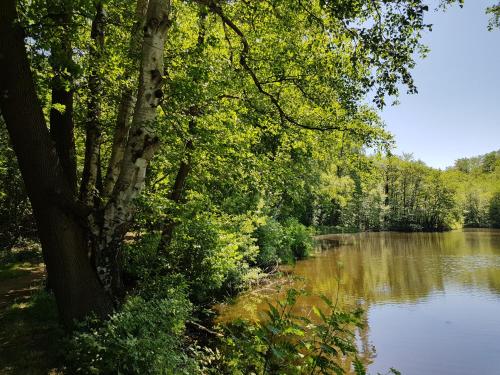a view of a river with a tree next to it at Hanse Hotel Buxtehude in Buxtehude