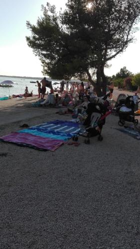 a group of people on a beach with a tree at Apartmani Luka in Vir