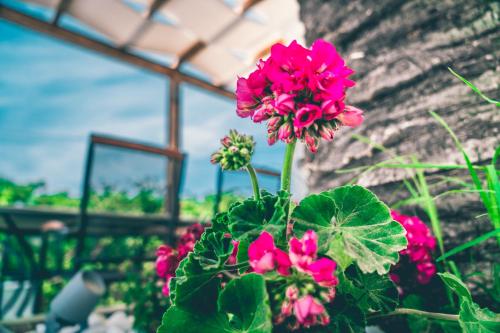 a pot of pink flowers in a greenhouse at Morfeas Hotel in Kavos
