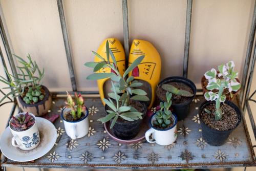 African Tulip Guesthouse – Photos 5