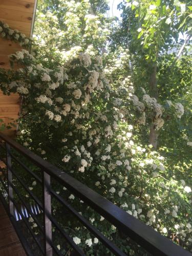 a bush of white flowers on a fence at Fairy Tale in Gabala