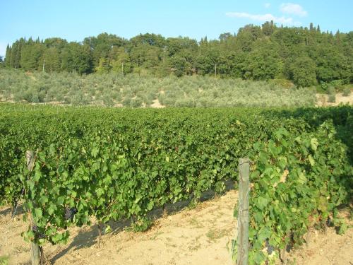 a field of green plants with trees in the background at Podere Ghiole in Montespertoli