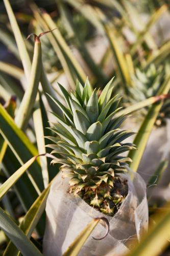 a small pineapple growing on a palm tree at Hotel San Cristobal Adults 15+ in Todos Santos