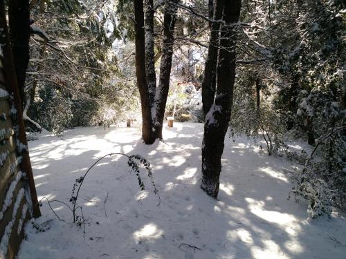 a snow covered path in a forest with trees at Calen-Hue in San Carlos de Bariloche