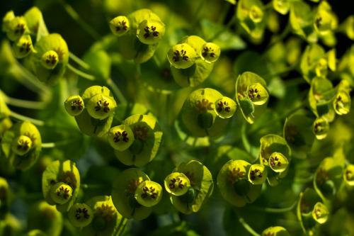 a group of yellow flowers with green leaves at Mas de la Chapelle in Arles