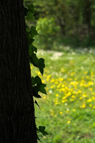 a tree next to a field of yellow flowers at Mas de la Chapelle in Arles