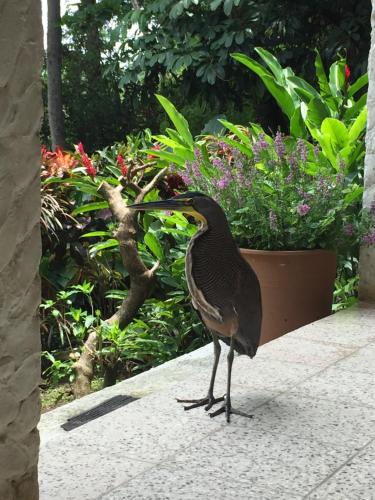 a bird standing on a sidewalk next to a flower pot at Casa Susen in Montezuma
