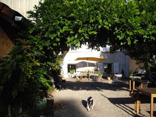 a cat sitting in the shade under a tree at Les Arts Verts in Kruth