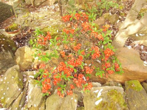 a plant with red flowers on top of rocks at Pension U Kaktusu in Karlovy Vary
