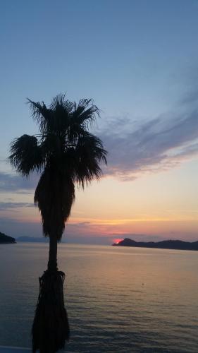 a palm tree in front of the ocean at sunset at The Little Prince in Lopud Island