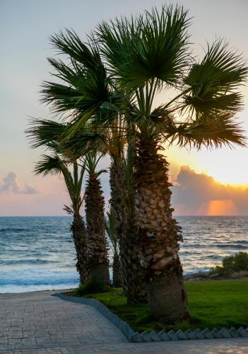 a group of palm trees in front of the ocean at Louis Paphos Breeze in Paphos City