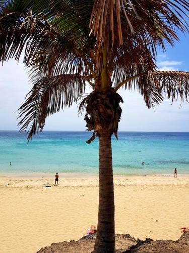 a palm tree on a beach with people in the water at Your Ocean Suite in Costa Calma