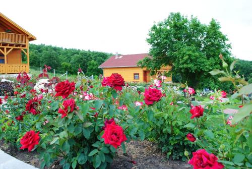 a garden of red roses in front of a house at Rózsapark Vendégház in Demjén