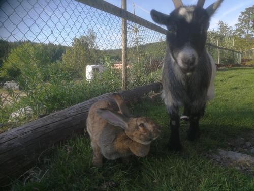 a goat and a rabbit standing next to a fence at Hagen in Vennesla