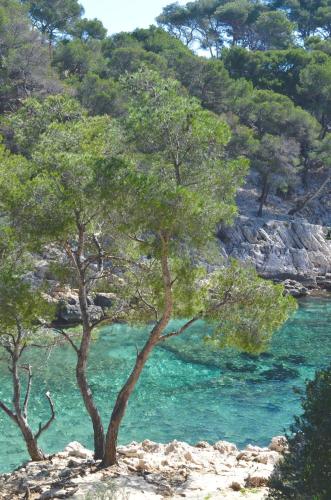 a group of trees on top of a body of water at La douceur de Cassis in Cassis