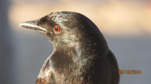 a black bird with red eyes is standing at At Whale-Phin Guest House in Reebok