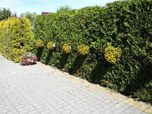a row of bushes with flowers on a sidewalk at Hostel w ogrodzie in Grudziądz