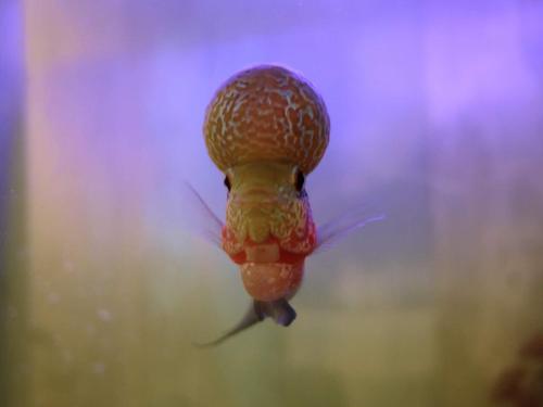 a close up of a snail swimming in the water at DreamCatchers Home in Kuantan