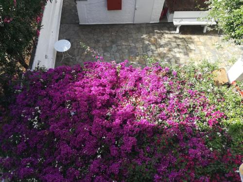 Afbeelding uit fotogalerij van Villa Mikra Asia in Poros