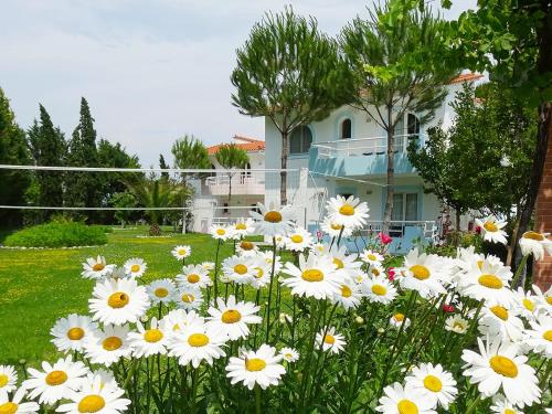 a field of daisies in front of a house at Chroma Studios in Oreoí