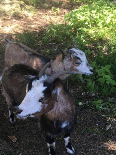 a dog and a goat standing in the grass at Lesny Apartament in Ostrzyce