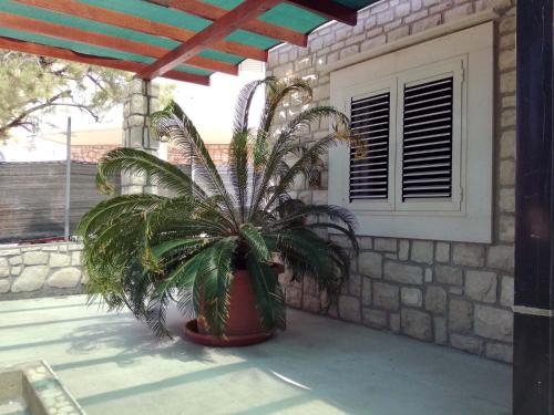 a plant in a large pot in front of a building at Apartments Dalmatino in Rukavac
