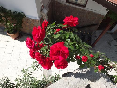 a bouquet of red flowers in a pot at Anatolia cave hotel Pension in Goreme