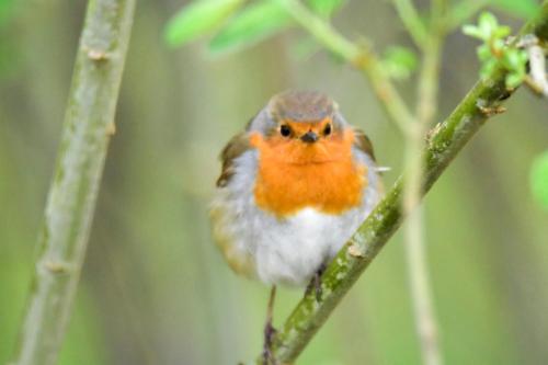 a small bird perched on a tree branch at U Wileńskich in Wizna