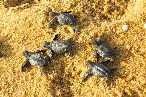 a group of hatched turtles in the sand at Hotel Dhammika in Unawatuna