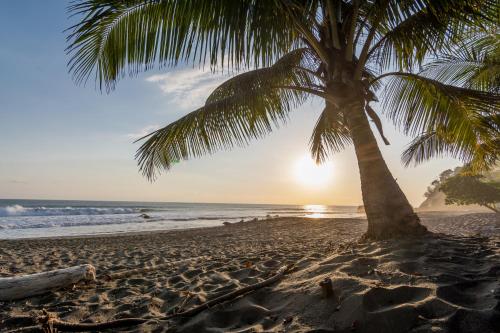 a palm tree on a beach with the sun setting at Hotel Terraza del Pacifico in Jacó