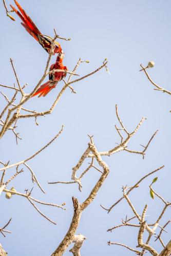 a red bird perched on top of a tree branch at Hotel Terraza del Pacifico in Jacó