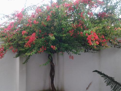 a tree with red flowers on a white wall at Bon Accord Mirissa in Mirissa