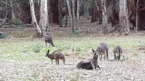 a group of gazelles grazing in a field at Golton in the Gap in Halls Gap