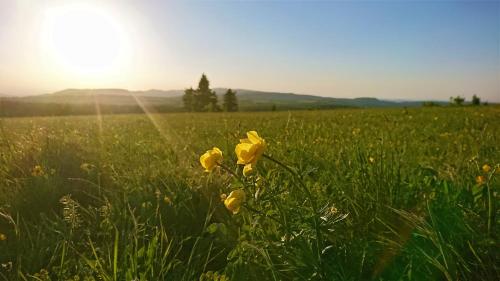 a yellow flower in the middle of a field at Pension Weinig in Gersfeld