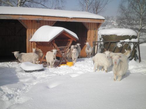a group of sheep standing in the snow in front of a cabin at Sport-hotel Šibeniční vrch in Mnichovice