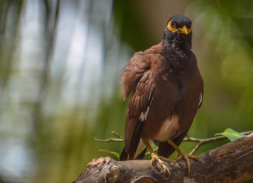 a bird perched on top of a tree branch at Elegant Hotel in Kandy