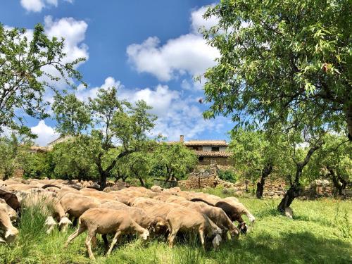 a herd of sheep grazing in a field at Solano de Moran in Murillo de Gállego